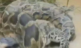 蛇视频动物世界,动物世界中的神秘蛇族传奇